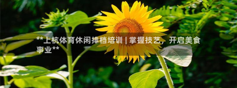 焦点娱乐公司简介图片