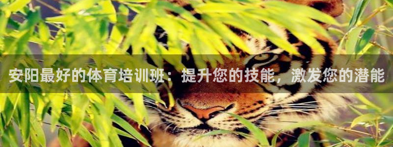 焦点娱乐公司的发展历程简述：安阳最好的体育培训班：提