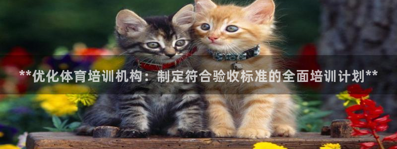 焦点娱乐网站下载地址大全：**优化体育培训机构：制定
