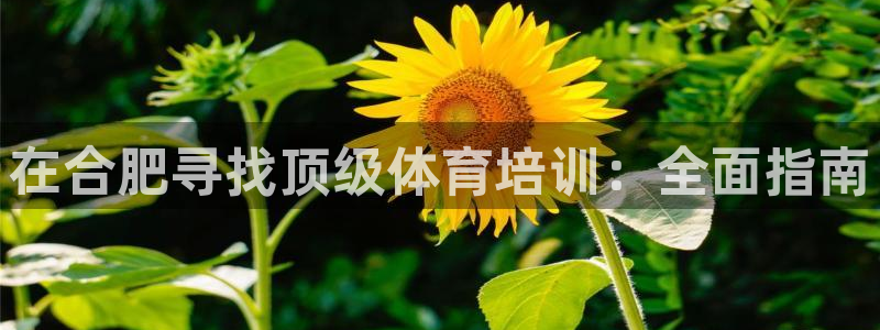 焦点娱乐下载手机版安装：在合肥寻找顶级体育培训：全面