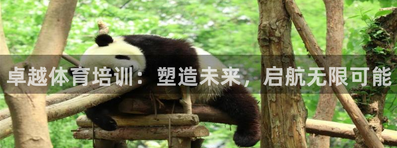 焦点娱乐app下载安装最新版：卓越体育培训：塑造未来